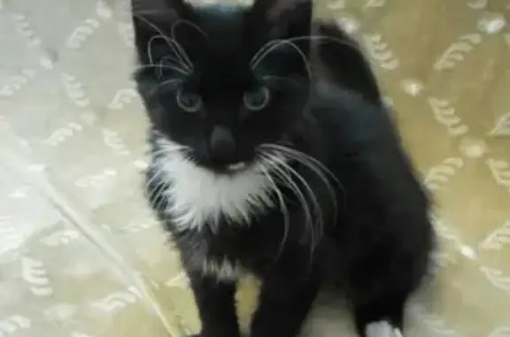 Кошки потеряшки, , фото: Потеряшка кот на ул. Паршина, Севастополь