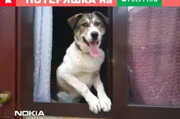 Пропала собака Джек в Пролетарском районе, Ростов-на-Дону