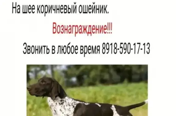 Пропала собака в Миллерово, Ростовская обл.