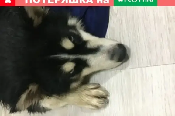 Найдена собака на заправке Роснефть в Подольске
