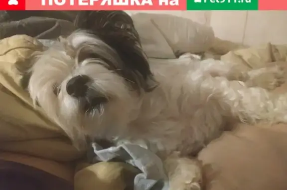 Собаки потеряшки, Нижний Новгород, фото: Потеряшка собака породы Йоркширский терьер Бивер в Балахнинском районе, Нижегородская область