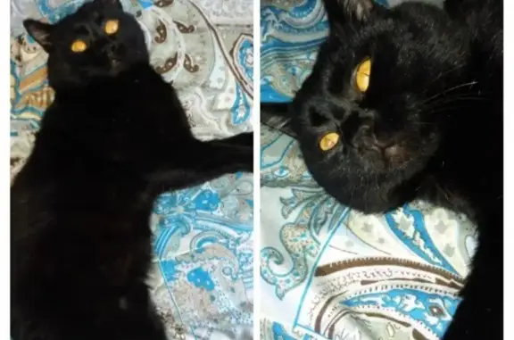 Пропал кот в Полысаево с порванным ухом