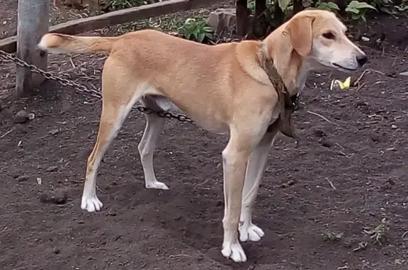 Пропала собака Рич в районе Алексеевка, Пензенская область