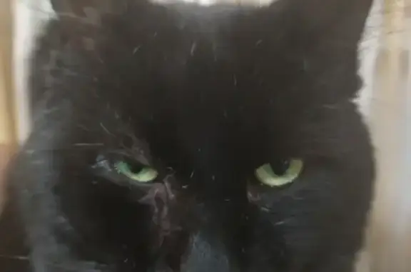 Кошки потеряшки, Санкт-Петербург, фото: Потеряшка кот на пр. Авиаконструкторов, СПб, усы короче справа.