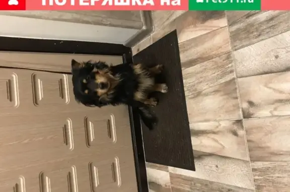 Найдена собака Мальчик в Зеленоградске