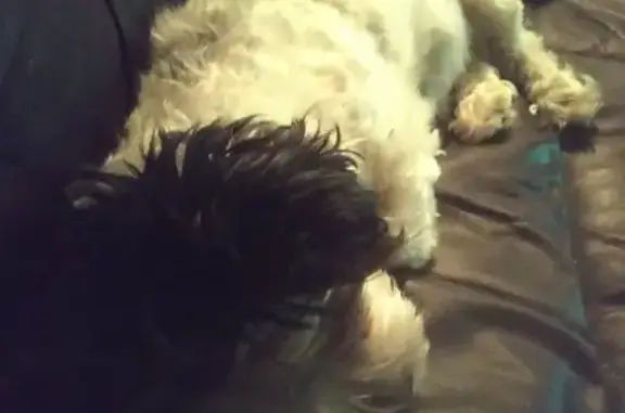 Собаки потеряшки, Нижний Новгород, фото: Потеряшка собака Белка в поселке Строитель, Балахнинский район, Нижний Новгород