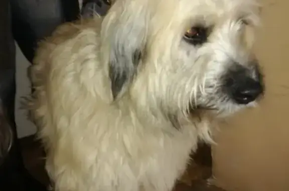 Найдена собака в Сергиево-Посадском округе