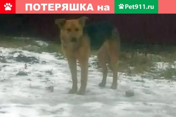 Собака найдена в деревне Тургенево, Московская область