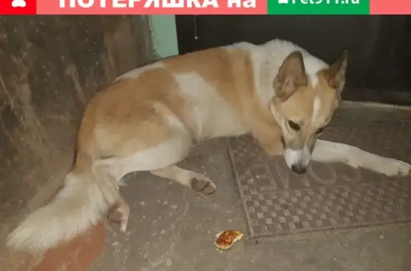 Найдена собака на ул. Культуры в Сормовском районе