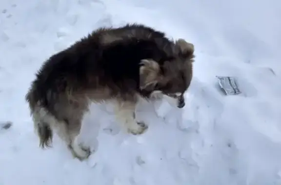 Собака-беременная найдена в Пензенском районе, Россия