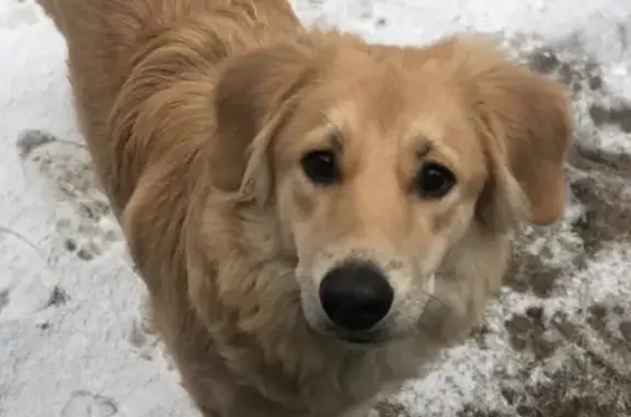 Пропала собака Тоня в деревне Жевнево, Московская область