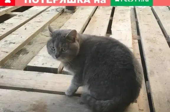 Пропал кот в Кратово, Московская область