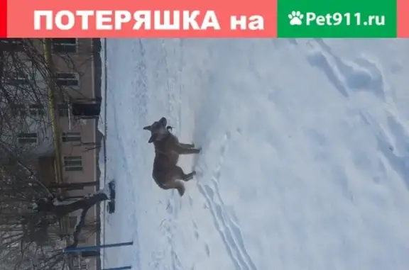Собака Потеряшка найдена в Сокольниках, Казань