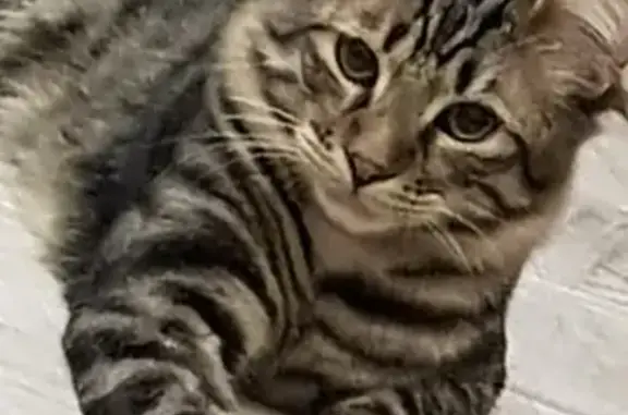 Пропала кошка Кот на улице Стасова, Краснодар