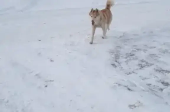 Собака найдена в селе Подстёпки, Ставропольский район