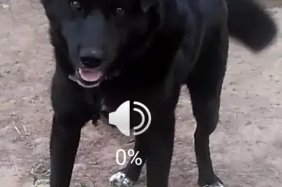 Собаки потеряшки, Нижний Новгород, фото: Потеряшка собака Рекс в пос. Ляхово, Нижний Новгород