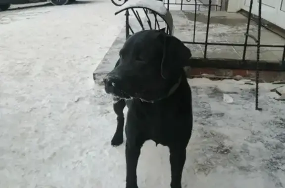 Собака найдена на улице Смирнова, Томск