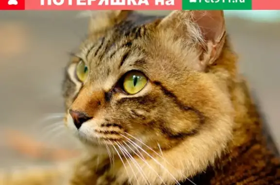 Объявления о пропавших и найденных животных, Саранск, фото: Пропала кошка в Саранске с родимым пятнышком на ухе