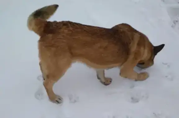 Собака Овчарка найдена в Щёлково