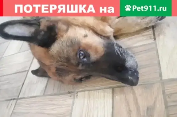 Найдена собака на Индустриальной, Калининград