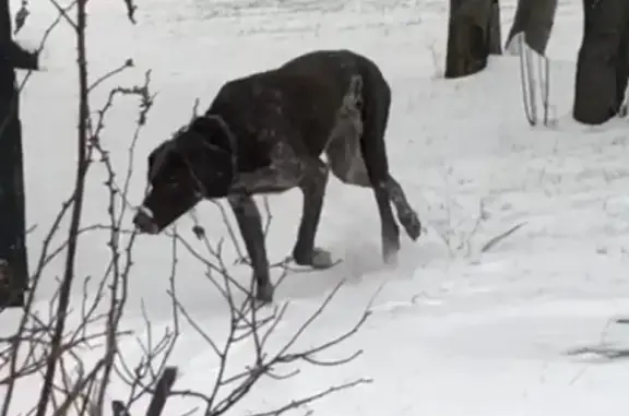 Собака без хозяина на ул. Маршала Захарова, 12к1