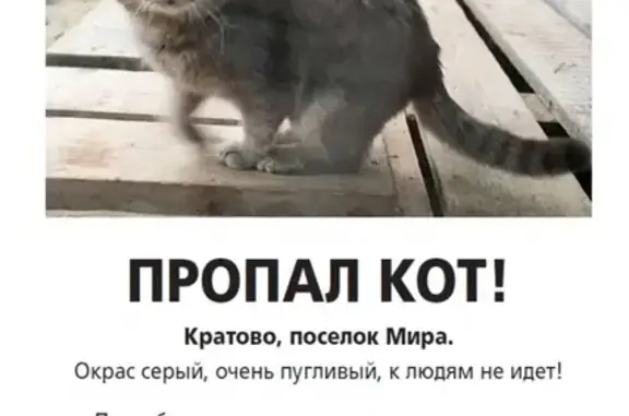 Пропал серый кот в Кратово, Московская обл.
