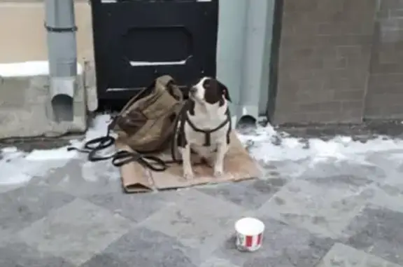 Найдена собака на ул. Пятницкая 14 с бездомным алкоголиком