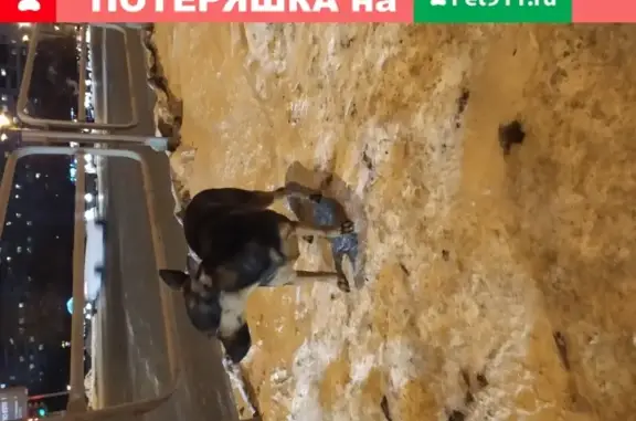 Найдена собака на Комсомольском пр-те, 64А