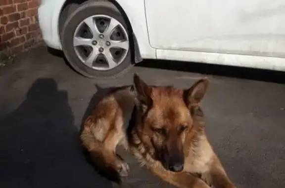 Найдена собака: ищет новых хозяев по ул. Орджоникидзе 97
