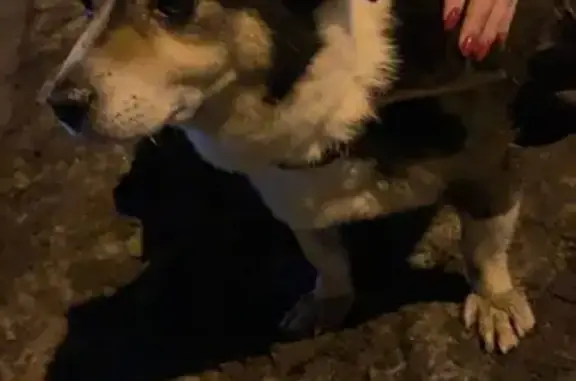 Найдена ласковая собака возле ТРК 