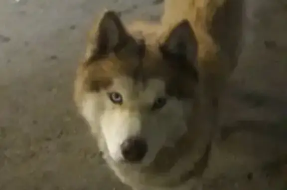 Собака найдена на улице Дыбенко, 30 в Самаре.