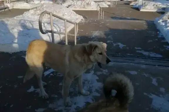 Найдена породистая собака в Иркутске