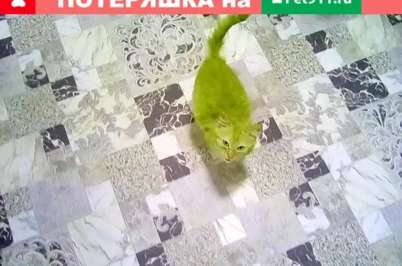 Найдена рыжая кошка в Кольчугино, Владимирская обл.