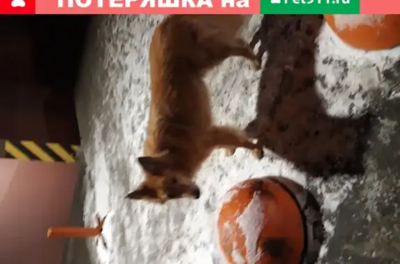 Найдена собака на Проспекте Большевиков, 7к3 в СПб