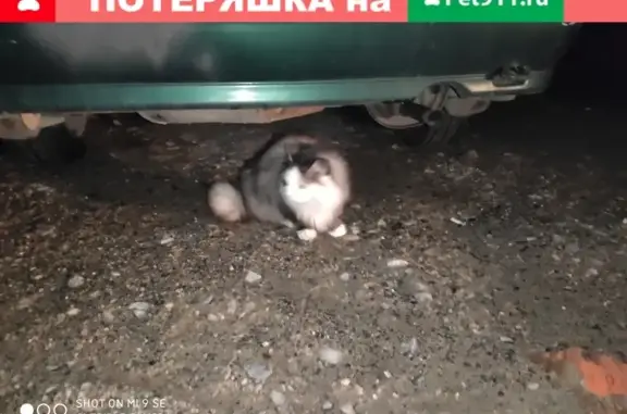 Найдена кошка возле дома N 144 на Московском проспекте