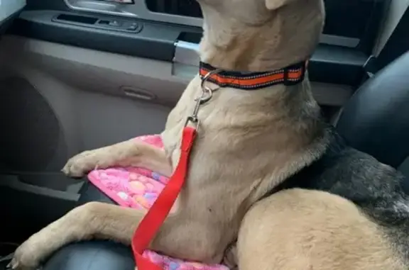 Найдена собака на Киевском шоссе, деревня Большое Покровское.