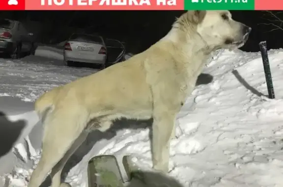 Собака Алабай найдена в Рубцовске