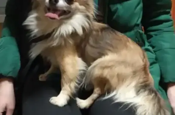 Собака-чихуахуа найдена в Домодедово, Московская область