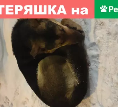 Собака найдена возле подъезда в Москве.
