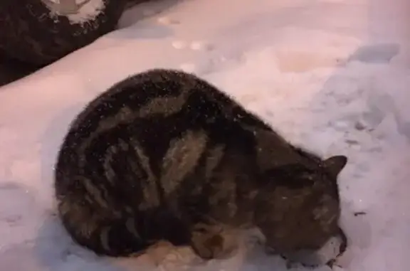 Найдена кошка на Маршала Тухачевского 42к4