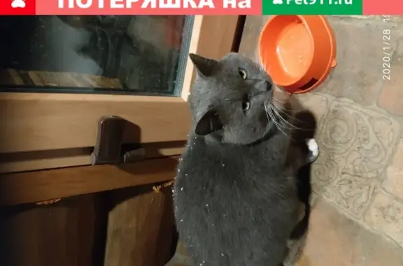 Кошка найдена в Кленово, Московская область, Россия (41 символ)