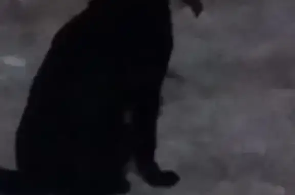 Найден щенок на детской площадке в Чулково, 28 дом