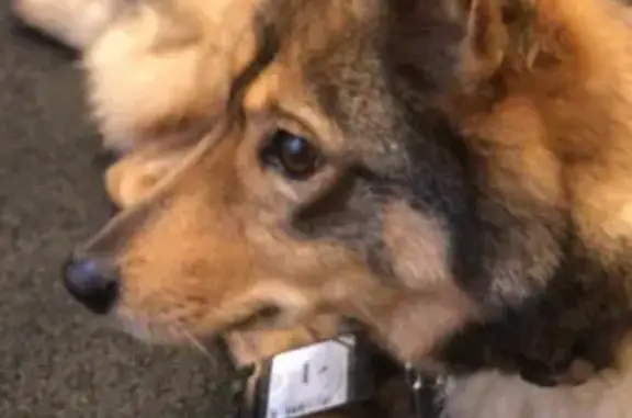 Найдена собака похожая на Лисичку из Кудрово