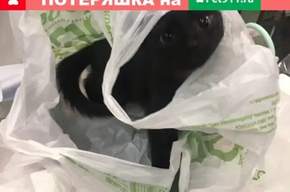 Пропала игривая кошка Лекси на ул. Шолохова, Москва