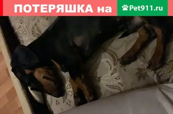 Найдена собака на Кубанской набережной, Краснодар.