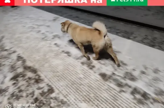 Собака Шарпей найдена на станции Щербинка