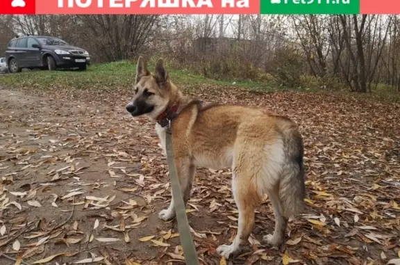 Собаки потеряшки, Октябрьская, фото: Потеряшка собака Мазута из автосервиса в Коломне, адрес: Октябрьская ул., 6