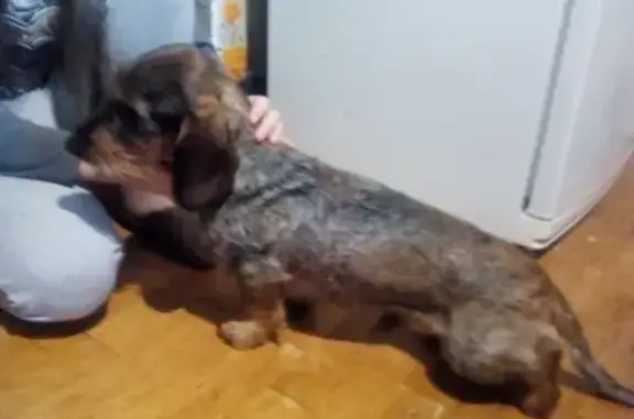 Найдена собака, Магистральный, фото: Собака Такса найдена на Магистральном пр-д в Курске