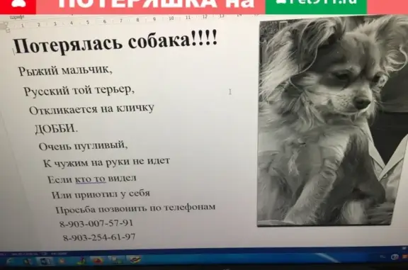 Пропала тойтерьер в Москве.