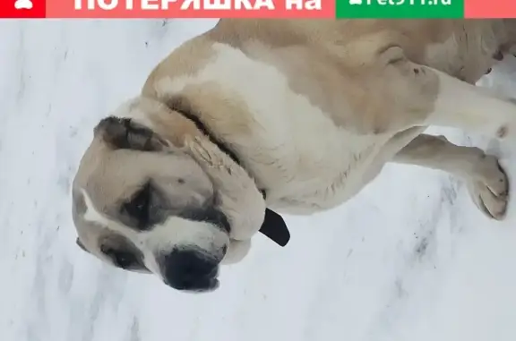 Найдена собака в ошейнике в Дорохово, Московская область